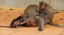 猴妈看到芒果速度奇快无比，小猴子看懵了，可不可以给我尝一点！