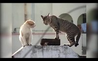 猫咪大战，堪比东方不败对任我行，绝对都是高手！