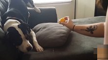 给狗狗吃超酸柠檬 下一秒狗狗的反应 彻底亮了！
