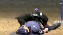 警察在训练中装死，警犬为他做心脏复苏，真通人性！