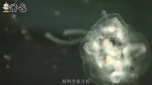 尾巴长26万光年！巨型水母在太空遨游，科学家也被它整懵了