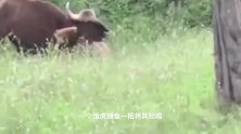 动物：虎王拉贾冲进牛群，11秒杀牛全身而退