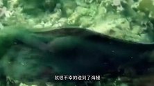 不可思议！鲨鱼在海底觅食，不料竟被海鳗突袭“活吞”！