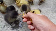 牛人做了一个装置，用了27天孵出小鸭子，破壳而出瞬间真激动
