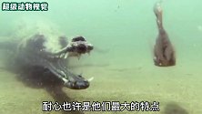 恒河鳄为了捕食，巧设陷阱诱捕河鱼，太机智了