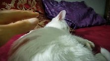 发现一只睡着的猫咪，看这乖巧的小样子，真是惹人爱啊！