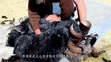 公羊被主人强行剪毛后，彻底怒了，下一秒请你憋住别笑