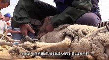 6年没剪毛的羊被主人强行剃毛，脱下“大衣”后，让人笑出腹肌！