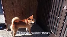 主人忘带钥匙，秋田犬的举动令人佩服，简直太聪明了！