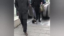 在地铁口“碰瓷儿”的猫：谁碰到我就赖上谁