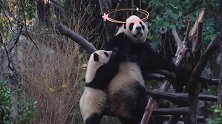 熊猫妈妈：我想清静一会这么难嘛，这捣蛋鬼怎么这么粘人