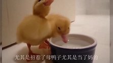 海鸥在鸭妈妈面前吞掉小鸭子，鸭妈妈瞬间火了，把海鸥溺死在水里