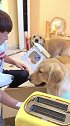 铲屎官给狗狗们做好吃的，看它们乖巧的样子太可爱了，萌萌哒
