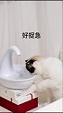 纠结…是换饮水机还是换猫 星探家 猫 萌宠 吸猫