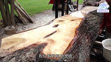 直径1米的大枫树3秒就被切成碎片切面整齐，像个大菜板