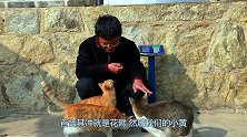 小伙给猫咪称重，现实啪啪打脸，说好的大橘为重呢！