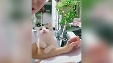 好可爱的小猫咪啊，还抱着主人的胳膊，真是会撒娇啊！