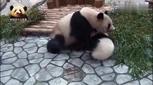 宝宝想喝奶，一个劲儿往妈妈怀里钻，熊猫妈妈无奈之下只能妥协