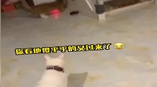 小猫咪太调皮了，竟用激光灯戏耍伙伴，建议进行撸秃头惩罚