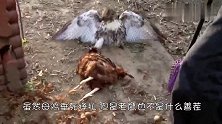 老鹰跑到鸡舍里捕食鸡，结果把自己搭进去了，估计肠子都悔青了