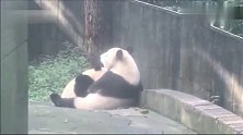 胖大海你都快赶上妈妈的块头了，咋还在吃奶奶啊