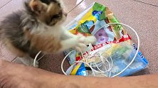 小猫咪在玩耳机线，猫毛都炸了