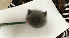 灵魂级画师画的猫简直太逼真了，居然还会动