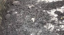 废弃蓄水池发出动静，男子走近一看，连忙将其放生！