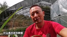 什么是兰花的引种苗？这样讲解，新手也能听明白