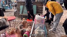 闲逛中国4大狗市，各种宠物狗狗数不胜数，果然名不虚传，人挤人
