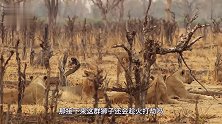 斑马过河走神，不料被对岸的狮子拦截，接下来的反应请忍住笑！