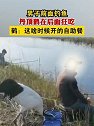 黑龙江鹤岗：男子前面钓鱼，丹顶鹤在后面狂吃