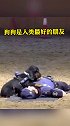 警犬见训导员倒下急做心肺复苏，有模有样的听心跳，网友直呼神了