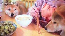 【柴犬】要论混吃混喝，还是柴柴们有一套，不靠卖萌只靠厚脸皮