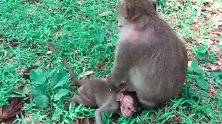 猴子母子俩开始斗智斗勇，横孩子会赢啊