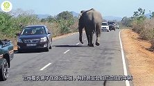 大象拦住过往车辆，给吃的就放行，不给吃的就一鼻子甩过去