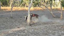 身经百战的澳洲猎犬，跟随主人狩猎抓捕野猪