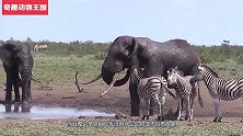 大象无故发怒，直接冲向野牛完成猎杀，镜头拍下全过程！