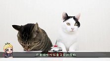 自从有了按铃吃饭的仪式，猫咪吃饭再也不用担心，饿肚子啦