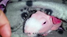 女子捡到“无毛猪”，养了几个月感觉不对劲，哭诉：这绝不是猪