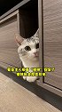 男朋友哄小猫咪的套路比哄我的还多！蓝氏猫粮 猫粮 动物图鉴