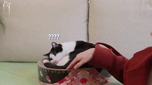 平时在家耀武扬威的猫大哥受了委屈，竟然在猫弟怀里撒娇，丢脸！