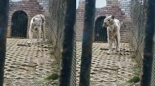 老虎“饿得皮包骨头”引网友心疼 芜湖赭山公园：它病了！