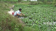 长满水葫芦的池塘野钓，这下面不知藏有多少靓货，连连甩飞杆上鱼