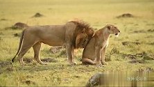 看雄狮是怎么讨好母狮—为了博得芳心也是想尽了办法