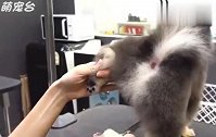 小机灵鬼博美，剪头发还不忘卖萌，对主人放电的那一刻萌化了