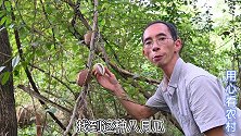 “八月瓜”成熟会炸开？山里越来越少见，带大家一起认识下