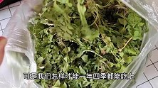 吃了30年荠菜，终于知道存放荠菜的方法