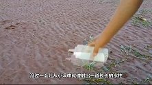 渔民趴在海滩上挖象拔蚌，一管子插下去后，众人都不淡定了！