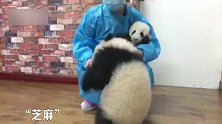 熊猫：团子吃起醋来，连亲奶妈都不放过！